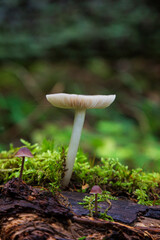 Close-up of a white mushroom on a mossy tree trunk in a lush forest in Finland at autumn. Focus on the front, blurred background.