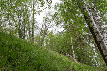 Fototapeta premium Low angle view of lush and verdant forest in Finland in the summer.