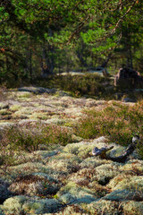Lichenous ground with common heather in a lush pine tree forest in Åland Islands, Finland, on a sunny day in the summer or early autumn. Focus on the front, blurred background.