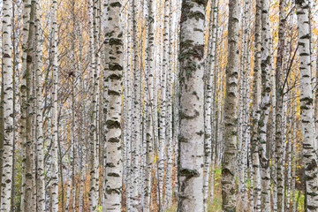 Obraz premium Forest full of birch trees in Finland in the autumn.