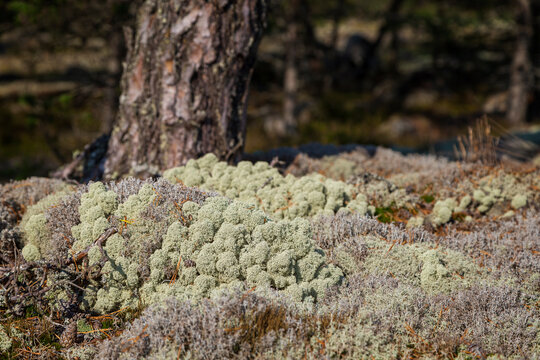 Close-up of reindeer lichen on the ground in a pine tree forest in Åland Islands, Finland, on a sunny day in the summer or early autumn. Focus on the front, blurred background.