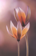 Fototapeta na wymiar Tulipany botaniczne