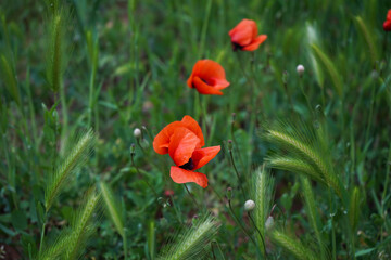 Obraz premium Field of poppies. Red poppies bloom in a wild field in sunny weather. Beautiful field red poppies among green grass with selective focus.