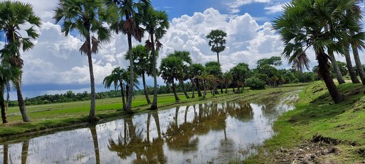 lake and palm trees