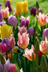 Pink yellow tulip in a mixed flower bed