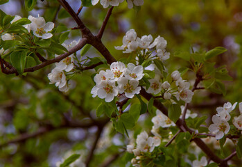 Beautiful blooming apple tree branches with white flowers growing in a garden. Spring nature background.