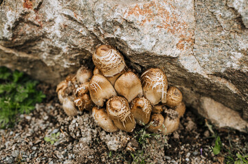 Wild mushrooms Chlorophyllum brunneum grow in nature near the stone.