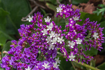 Fleurs en macro