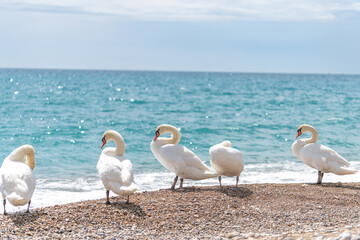 5 cygnes en bord de mer sur une plage