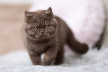 Obraz na płótnie Canvas Edle Britisch Kurzhaar Kitten - imposant in seltenenen Farben