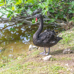 Cygne noir