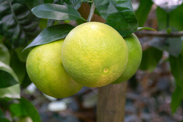 Three nice Star Ruby grapefruits on a branch.