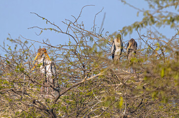 Two pairs of painted Stork in nest