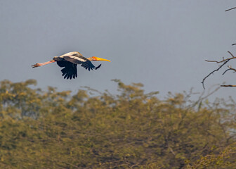 A painted stork in sky