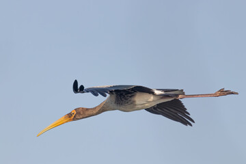 A painted Stork in flight