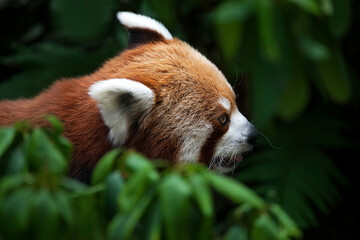 Red panda (Ailurus fulgens), lying on the tree with green leaves, blue sky. Cute panda bear in forest habitat. Wildlife scene in nature, China.