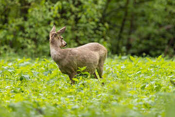Fototapeta premium Roe deer (Capreolus capreolus) , standing on a meadow.