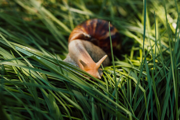Achatina snail crawls in the grass on a sunny day