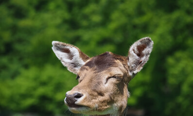 Wild cute fallow deer on a meadow