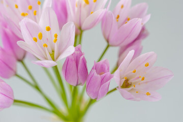 Naklejka premium Detail of small wild garlic leek (allium) flowers with soft colors and yellow stamens