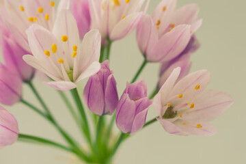 Detail of small wild garlic leek (allium) flowers with soft colors and yellow stamens