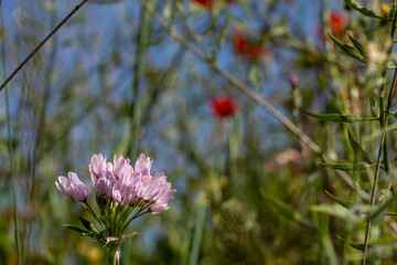 Pink flowers of the allium genus in the field