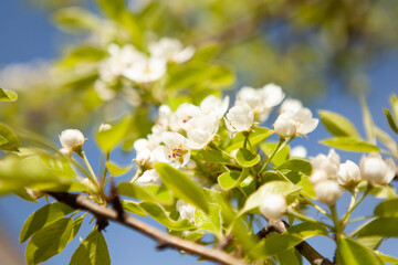 Obraz premium White blossom on a tree. Blooming cherry. Spring