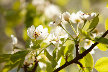White blossom on a tree. Blooming cherry. Spring