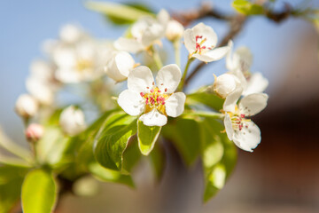 White blossom on a tree. Blooming cherry. Spring