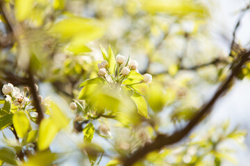 White blossom on a tree. Blooming cherry. Spring