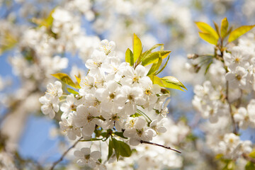 White blossom on a tree. Blooming cherry. Spring