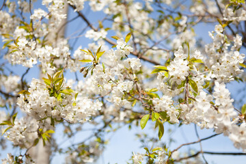 White blossom on a tree. Blooming cherry. Spring