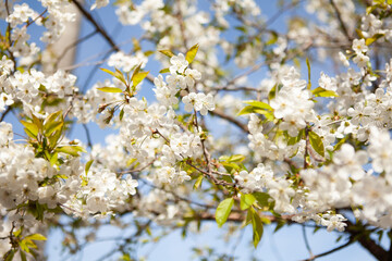 White blossom on a tree. Blooming cherry. Spring