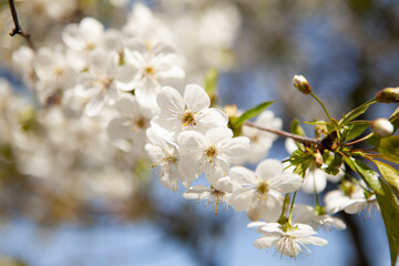 White blossom on a tree. Blooming cherry. Spring