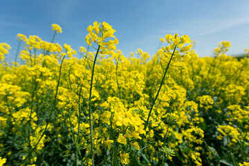 Obraz premium field of yellow rapeseed blossoming to become oil for biodiesel industry