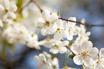 Fototapeta premium White blossom on a tree. Blooming cherry. Spring