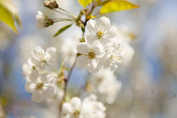White blossom on a tree. Blooming cherry. Spring