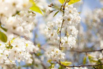 White blossom on a tree. Blooming cherry. Spring