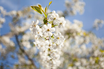 White blossom on a tree. Blooming cherry. Spring