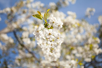 White blossom on a tree. Blooming cherry. Spring