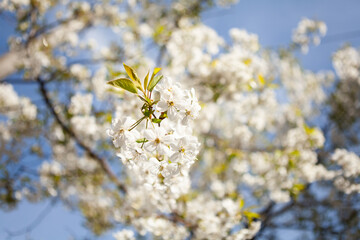 White blossom on a tree. Blooming cherry. Spring