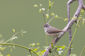 Subalpine Warbler female (Sylvia cantillans)