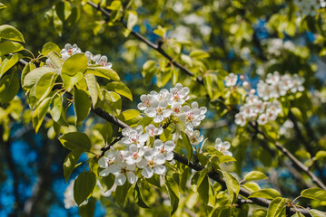 Obraz premium Pear flowers. Blooming pear. Spring flowering.