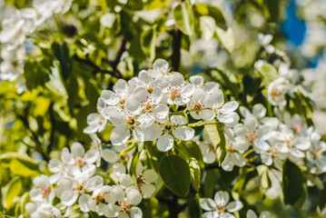 Obraz premium Pear flowers. Blooming pear. Blooming gardens.