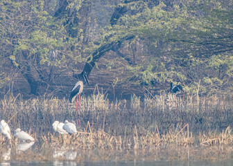 Black Necked Stork in wet land
