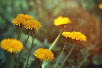 kulbaba on the lawn.macro photo of plants