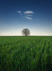 Lone tree in the growing wheat field. Idyllic minimalist background. Conceptual spring scene with green grass meadow and a single tiny cloud in the blue sky above the solitary tree