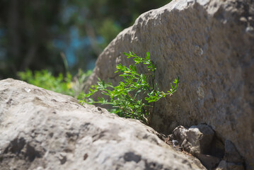 Plant grow up on cracked stone.