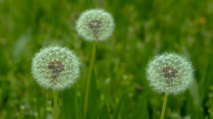 Dandelions
