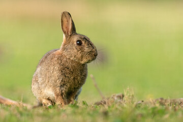 Naklejka na ściany i meble Wild European rabbit (Oryctolagus cuniculus) standing in a field. 